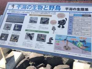 干潟の生物　看板